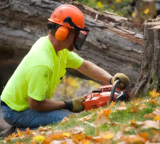 tree services Oak Hill